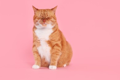 Photo of Adorable cat on pink background, space for text