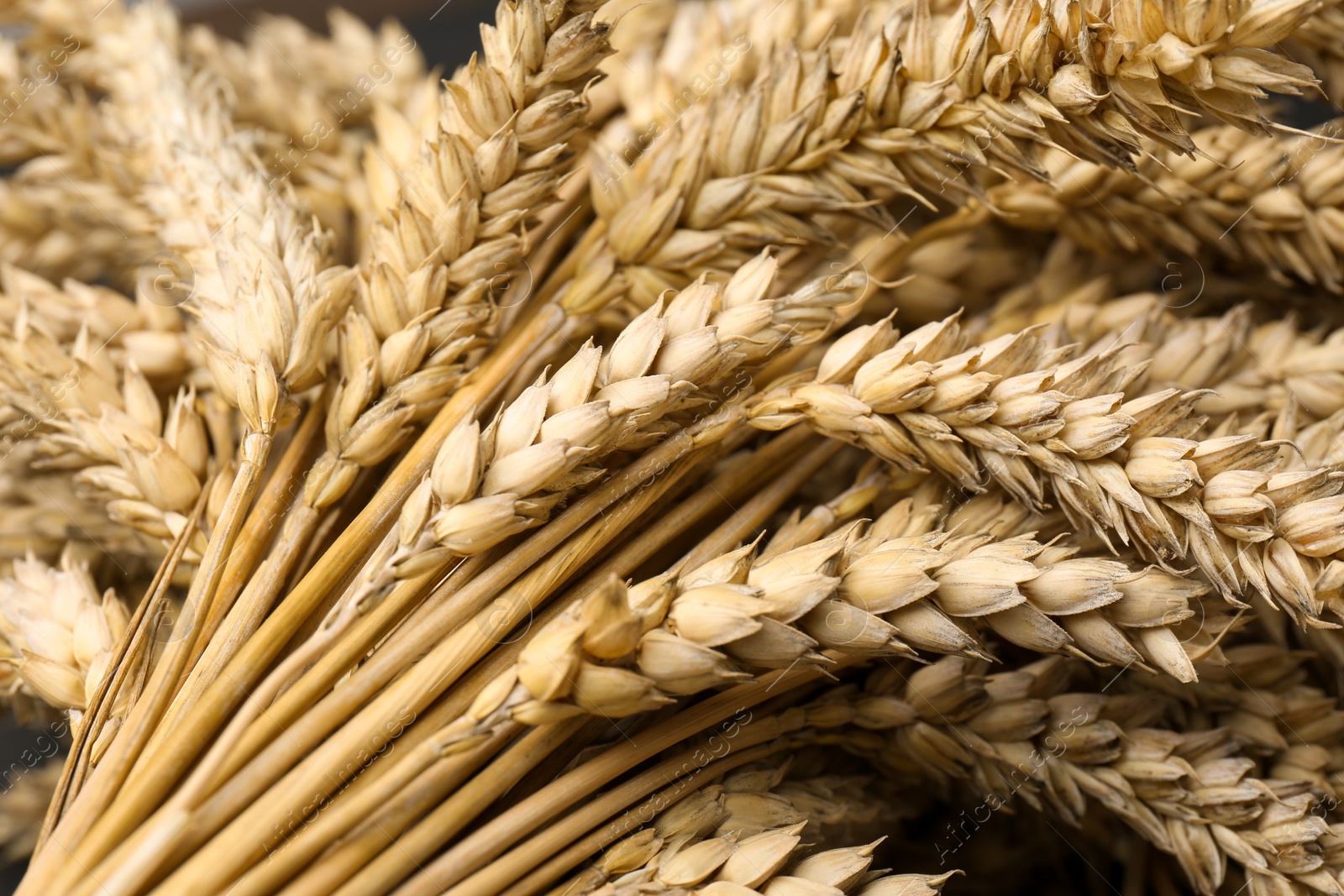 Photo of Many dried ears of wheat, closeup view