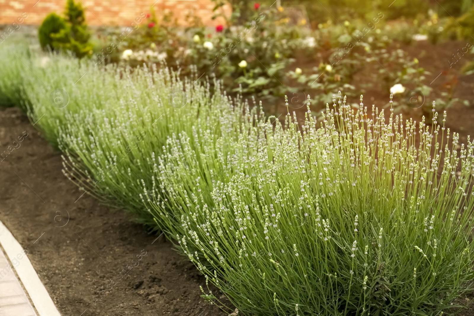 Photo of Beautiful lavender plants growing in flowerbed outdoors