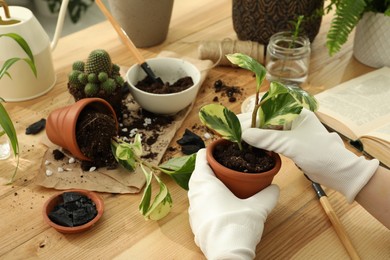 Woman transplanting houseplants at wooden table, closeup