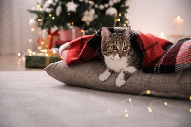 Photo of Cute cat covered with plaid in room decorated for Christmas