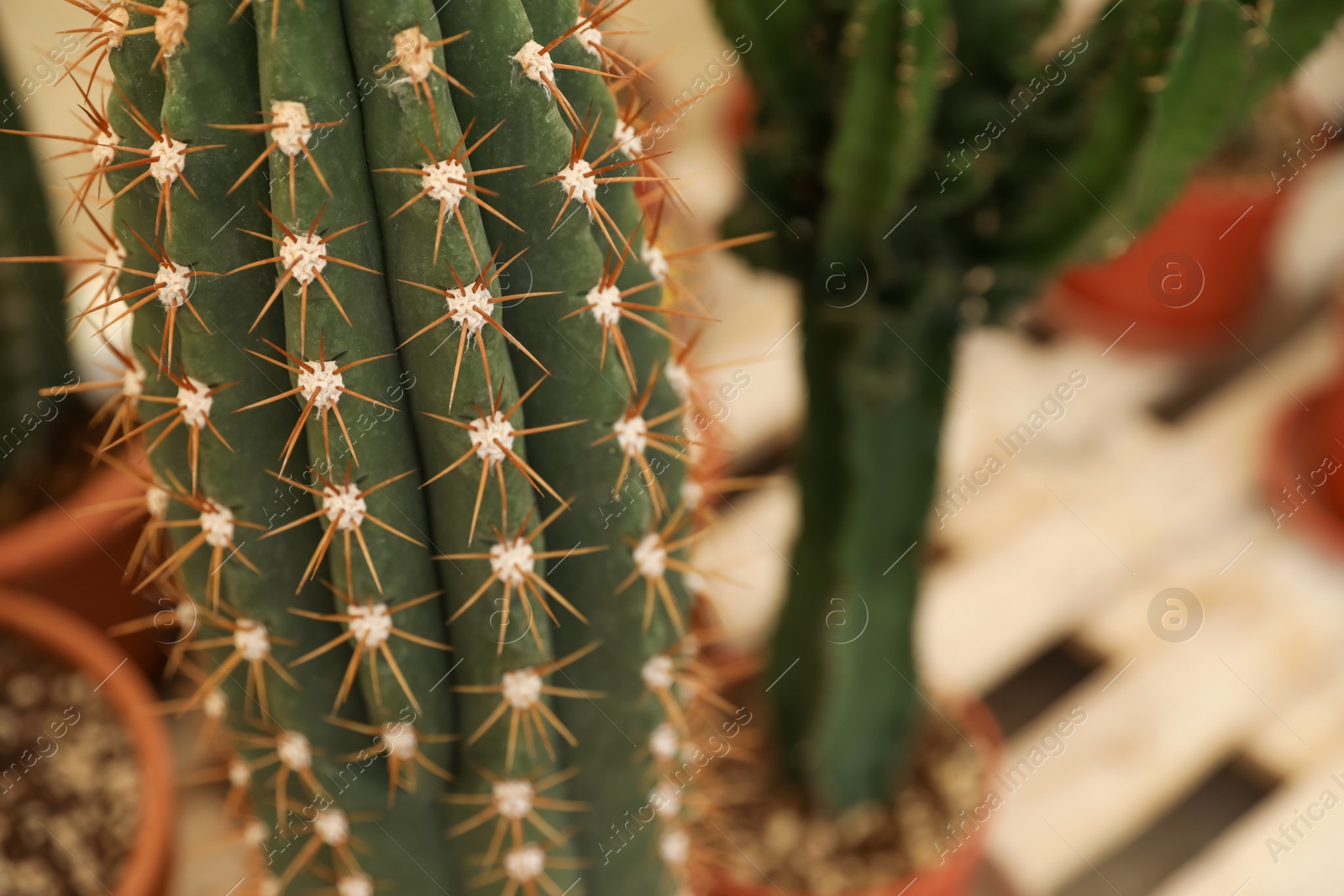 Photo of Closeup view of beautiful cactus on blurred background. Space for text