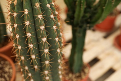 Photo of Closeup view of beautiful cactus on blurred background. Space for text