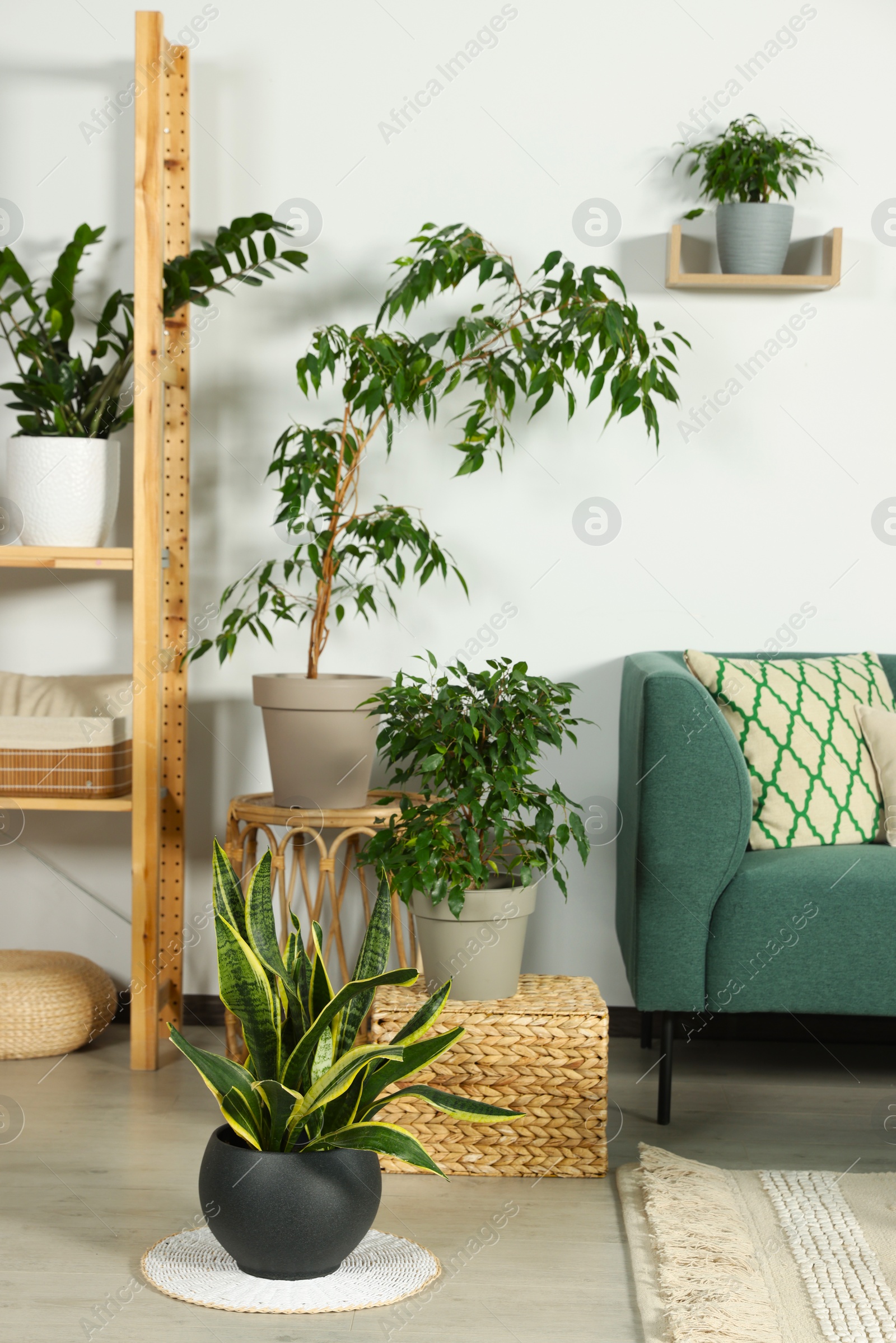 Photo of Living room interior with beautiful different potted green plants and furniture. House decor