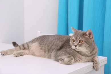 Photo of Cute Scottish straight cat lying on white table at home