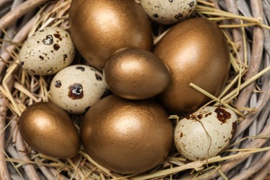 Photo of Quail and golden eggs in nest, top view