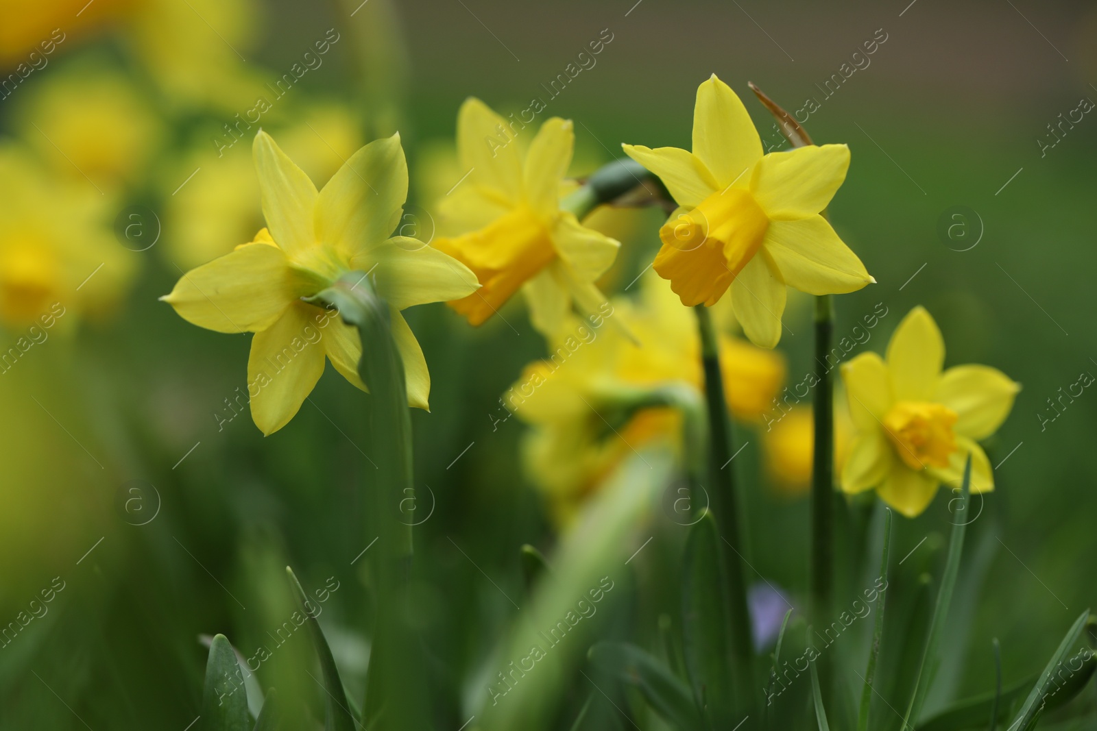 Photo of Beautiful yellow daffodil flowers growing outdoors, closeup