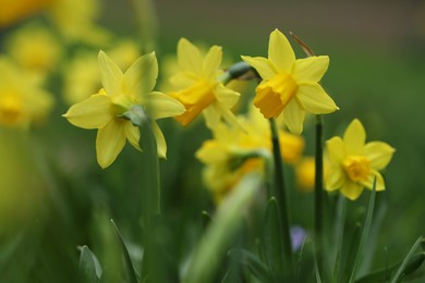 Beautiful yellow daffodil flowers growing outdoors, closeup