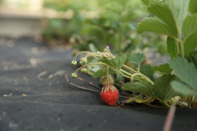 Photo of Small unripe strawberries growing outdoors, closeup. Space for text