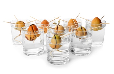 Photo of Glasses with sprouting avocado pits on white background