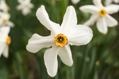 Photo of Beautiful blooming daffodil on blurred background, closeup