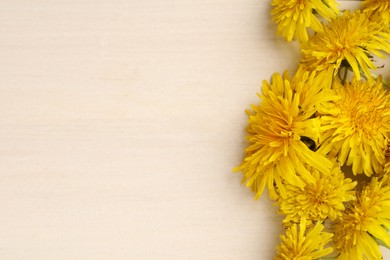 Photo of Beautiful yellow dandelions on light table, closeup. Space for text