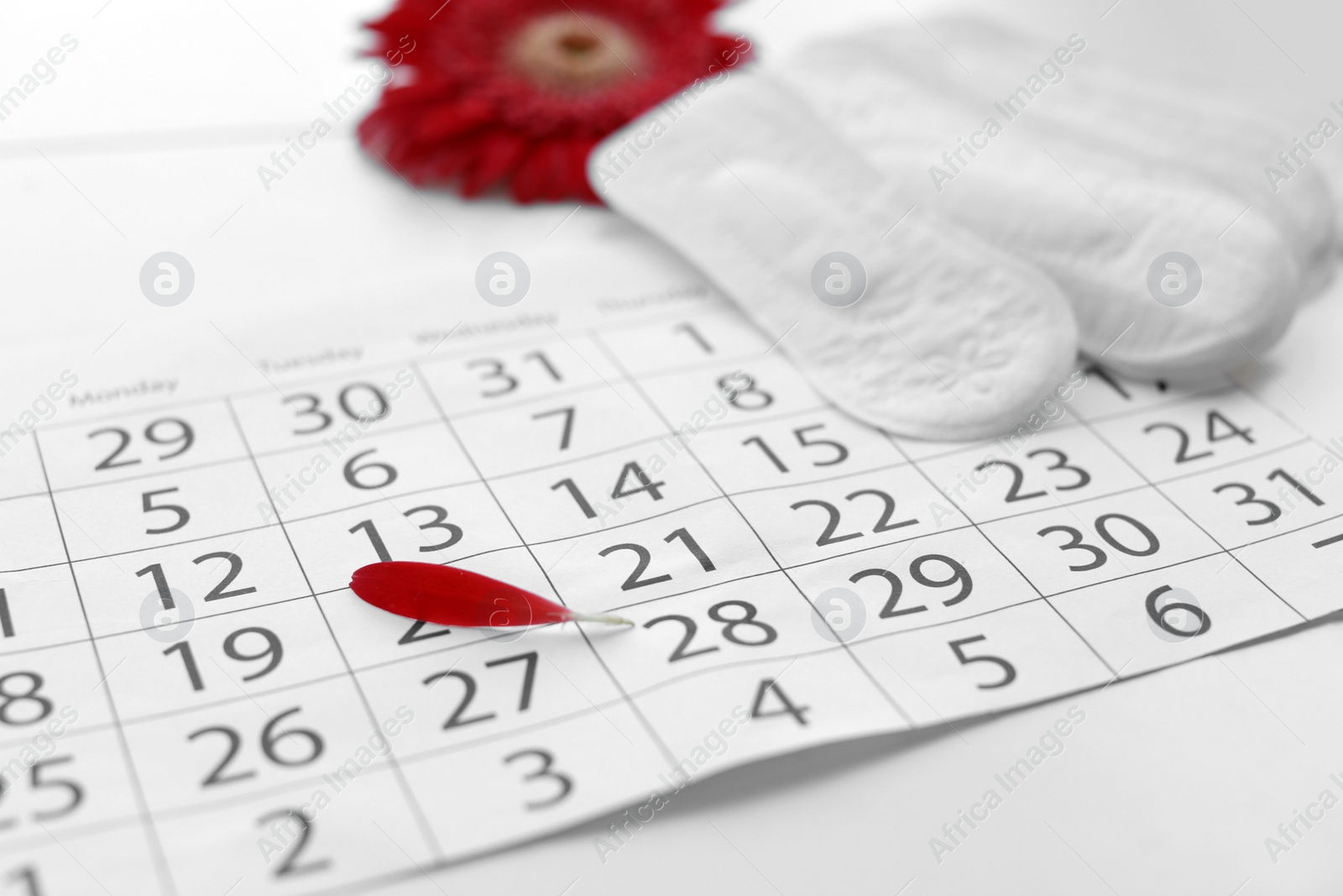 Photo of Menstrual pads and calendar with red flower petal on table. Gynecological care