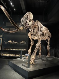 Leiden, Netherlands - June 18, 2022: Life size skeleton of Mammoth in Naturalis Biodiversity Center