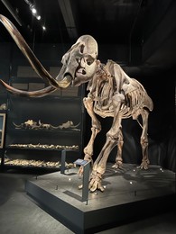 Photo of Leiden, Netherlands - June 18, 2022: Life size skeleton of Mammoth in Naturalis Biodiversity Center