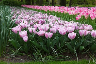 Many beautiful tulip flowers growing in park. Spring season