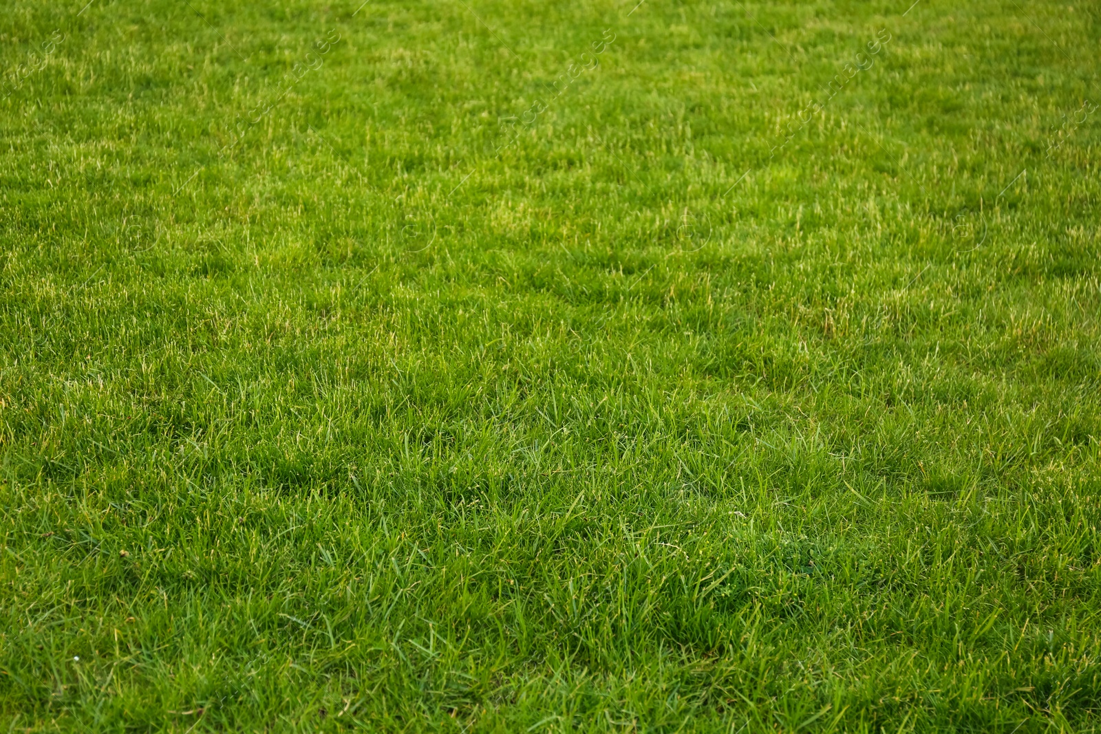 Photo of Green lawn with fresh grass as background