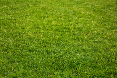 Photo of Green lawn with fresh grass as background