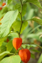 Bright ripe physalis sepals on bush, closeup