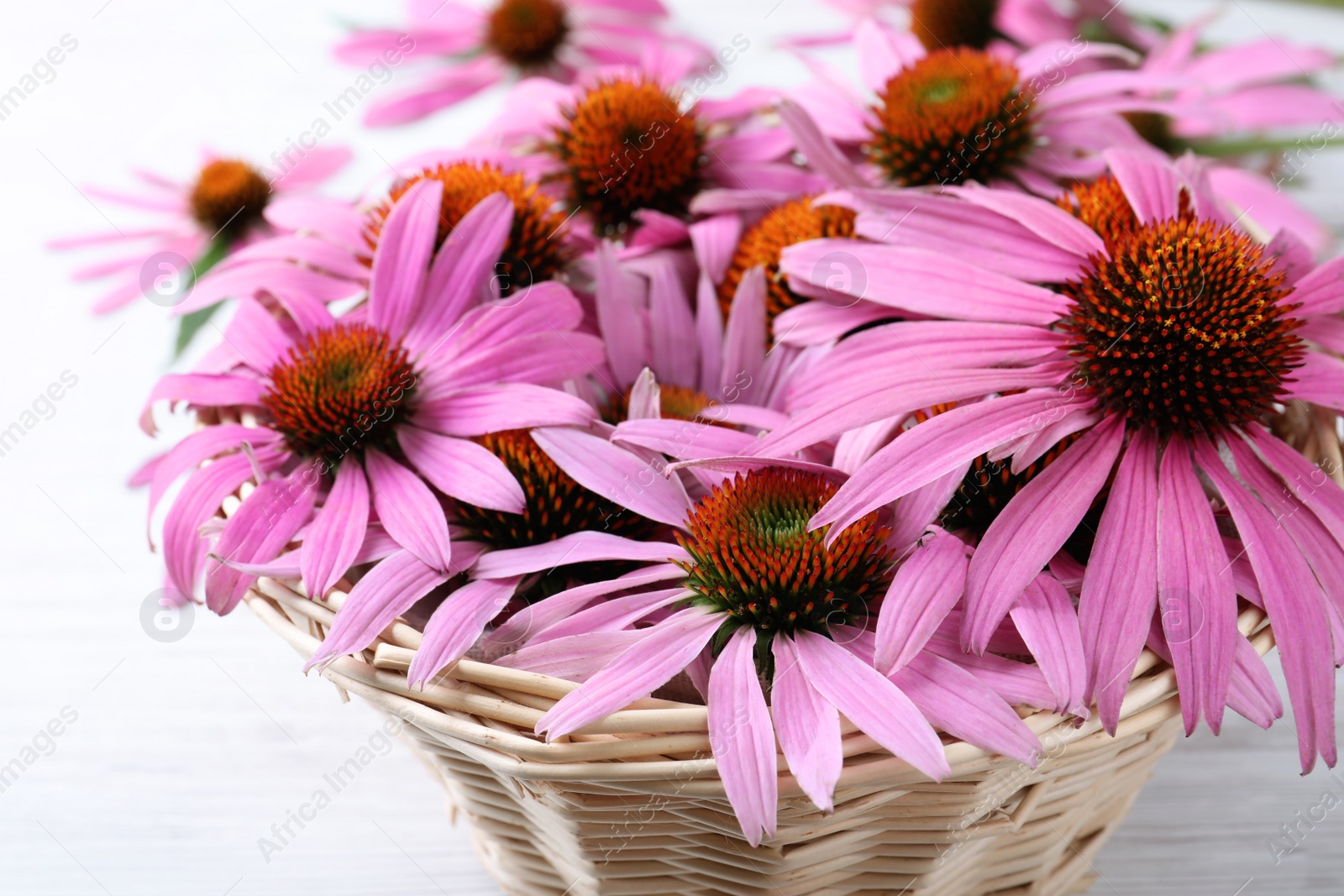 Photo of Beautiful echinacea flowers in wicker basket on white table, closeup