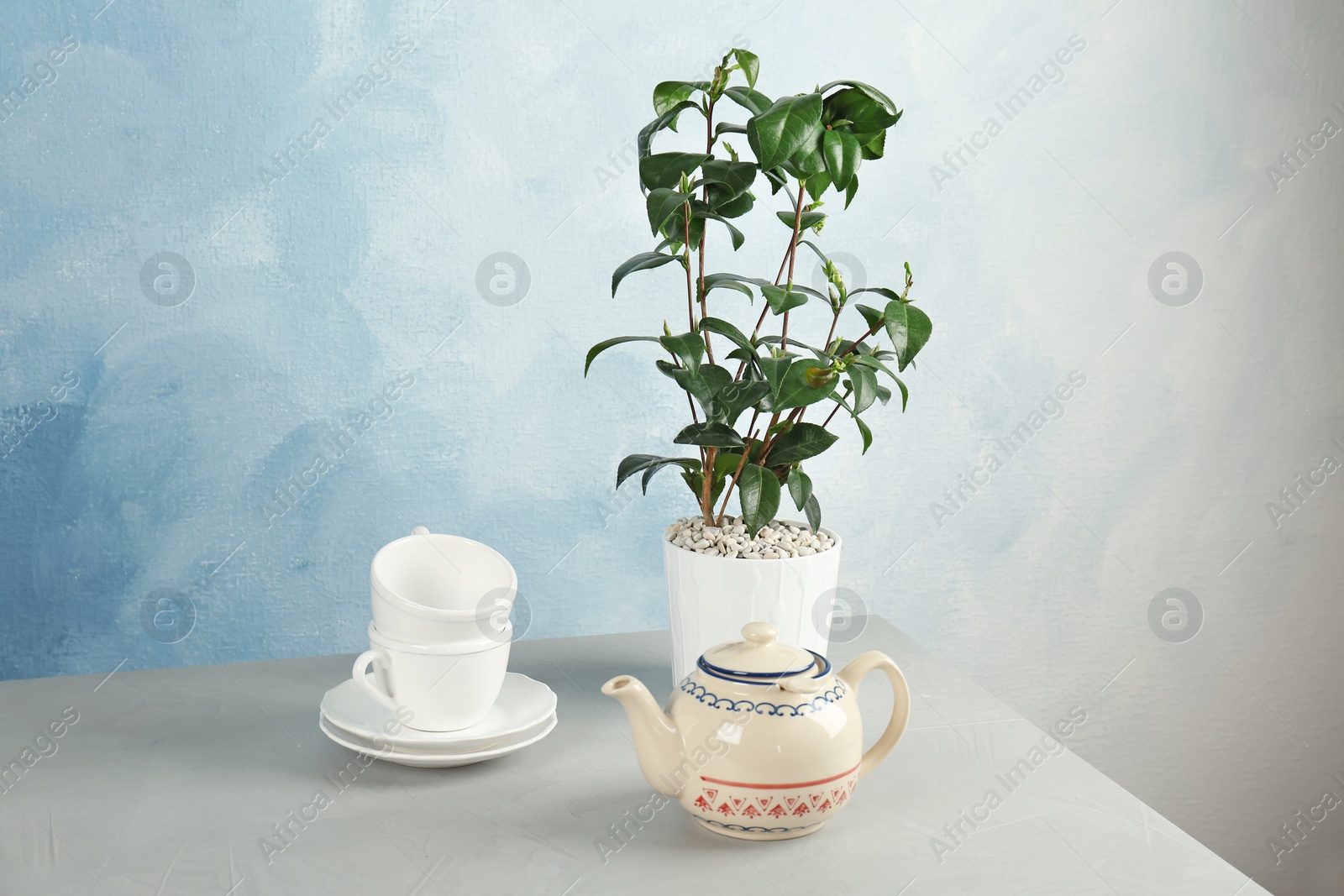 Photo of Tea plant in pot, cups and teapot on table