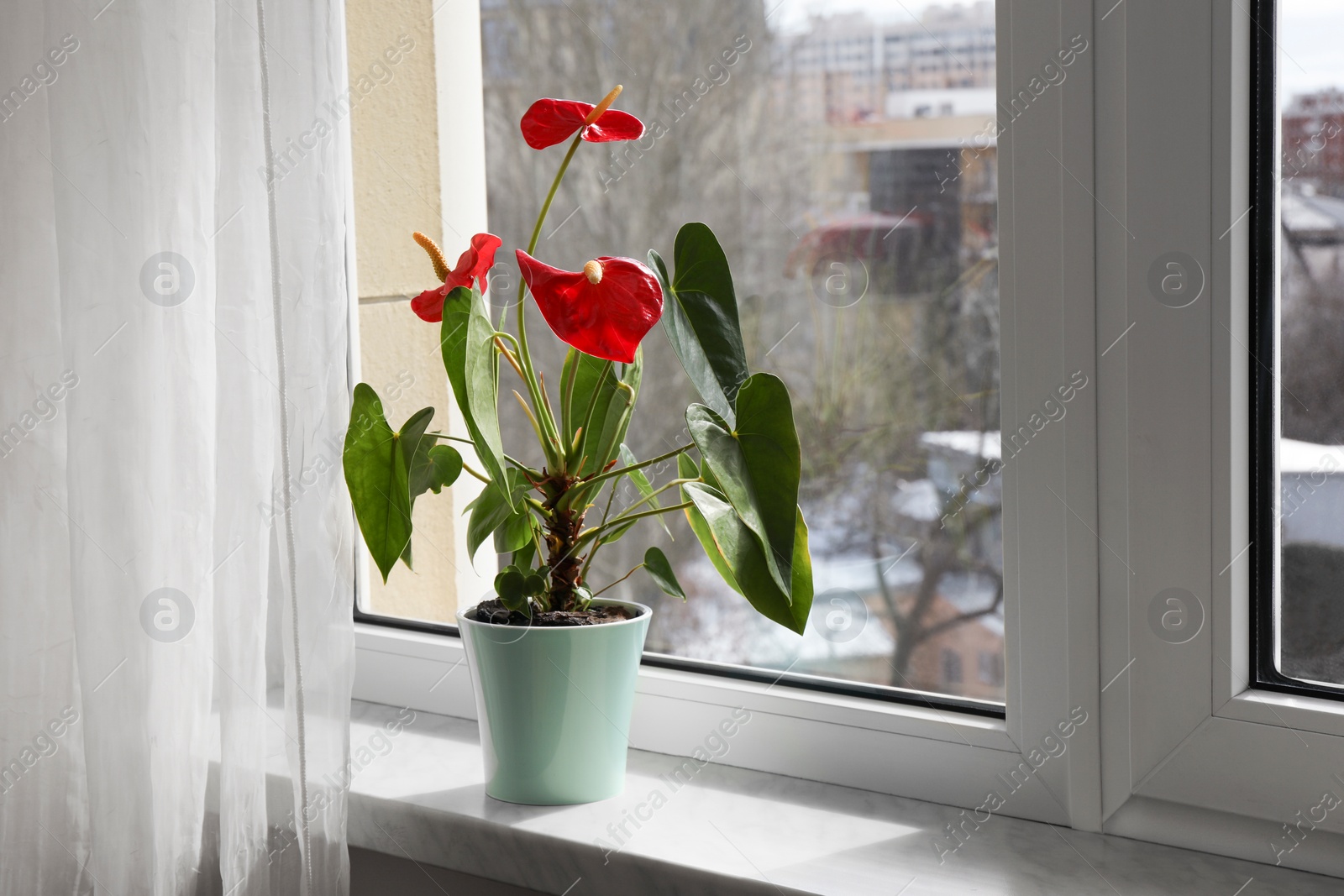 Photo of Beautiful anthurium in pot on windowsill indoors. House plants