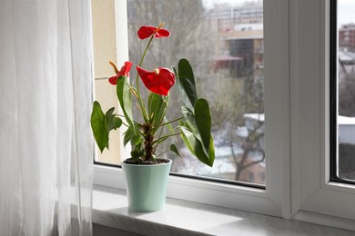 Photo of Beautiful anthurium in pot on windowsill indoors. House plants