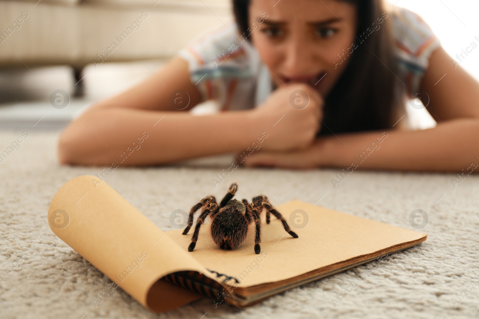 Photo of Young woman and tarantula on carpet. Arachnophobia (fear of spiders)