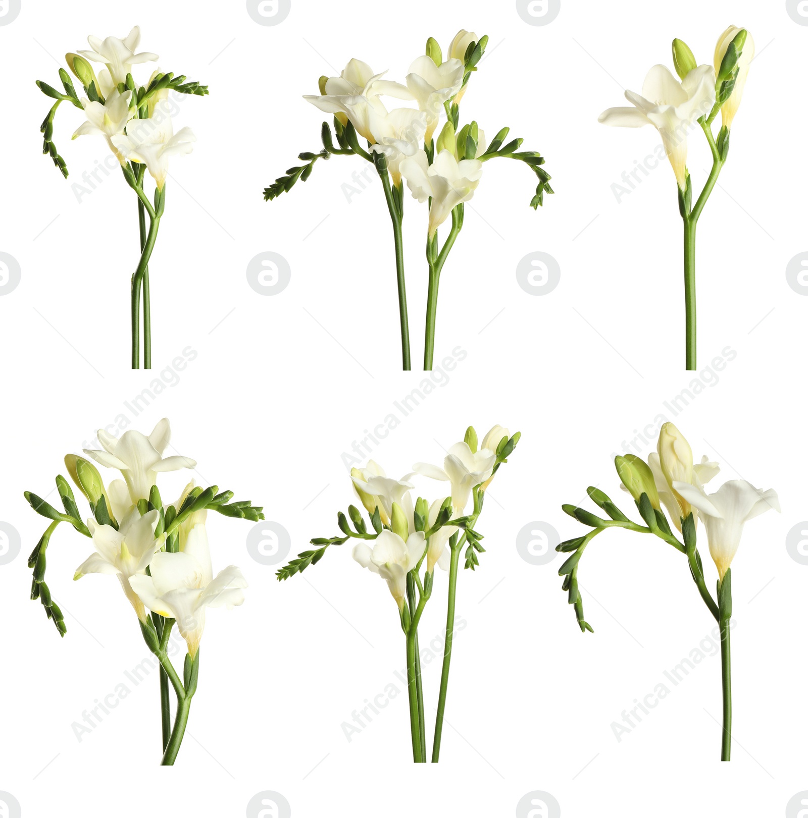 Image of Set with beautiful fragrant freesia flowers on white background