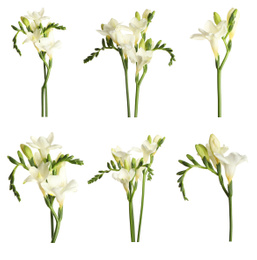 Set with beautiful fragrant freesia flowers on white background