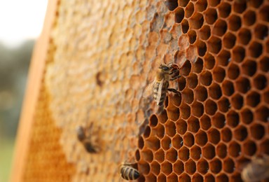 Photo of Closeup view of hive frame with honey bees outdoors