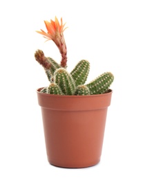 Photo of Cactus (Echinopsis chamaecereus) with beautiful red flower in pot on white background