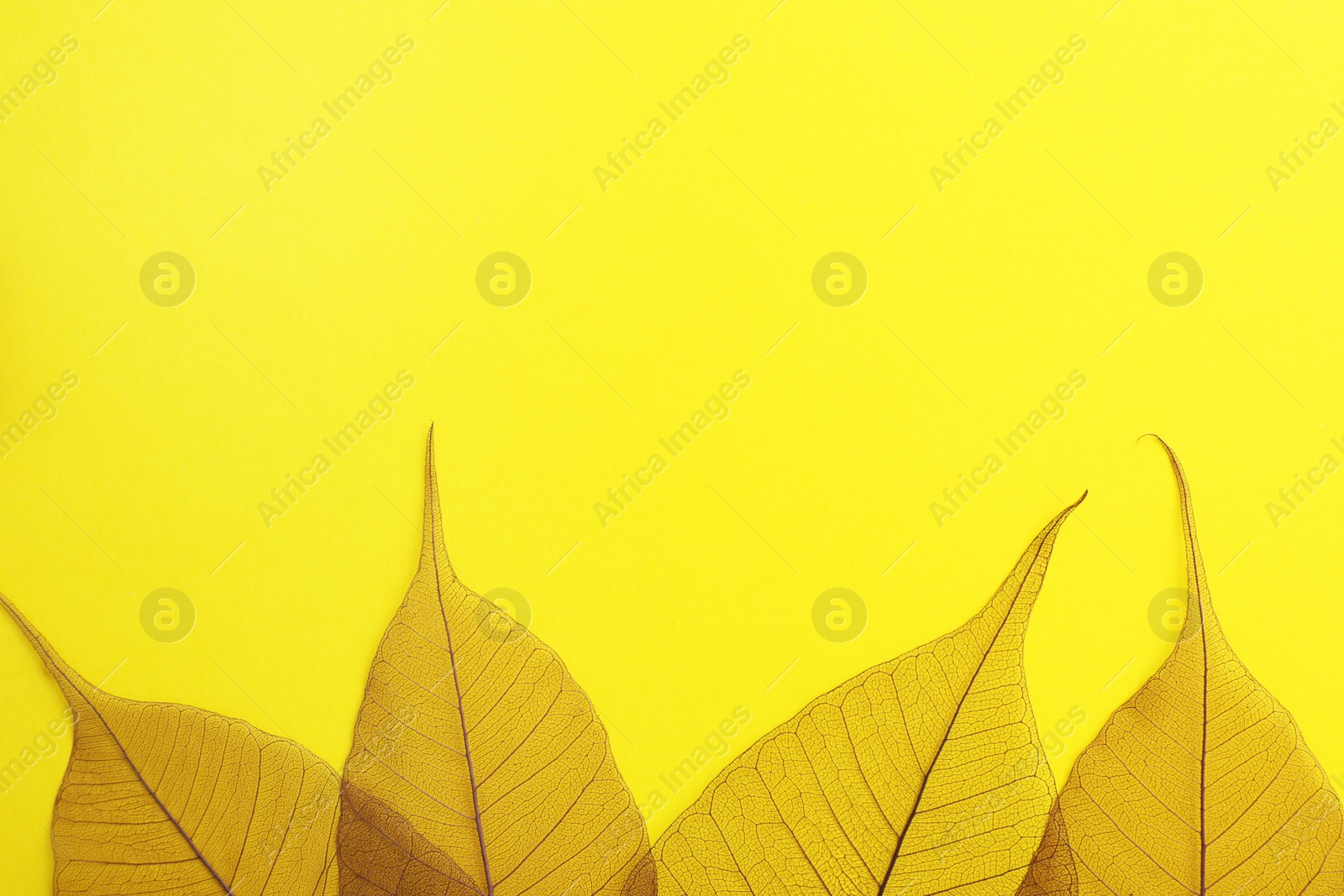 Photo of Beautiful decorative skeleton leaves and space for text on color background, flat lay
