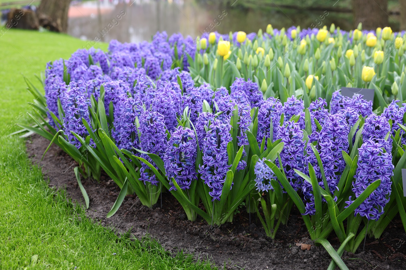 Photo of Beautiful hyacinth and tulip flowers growing outdoors