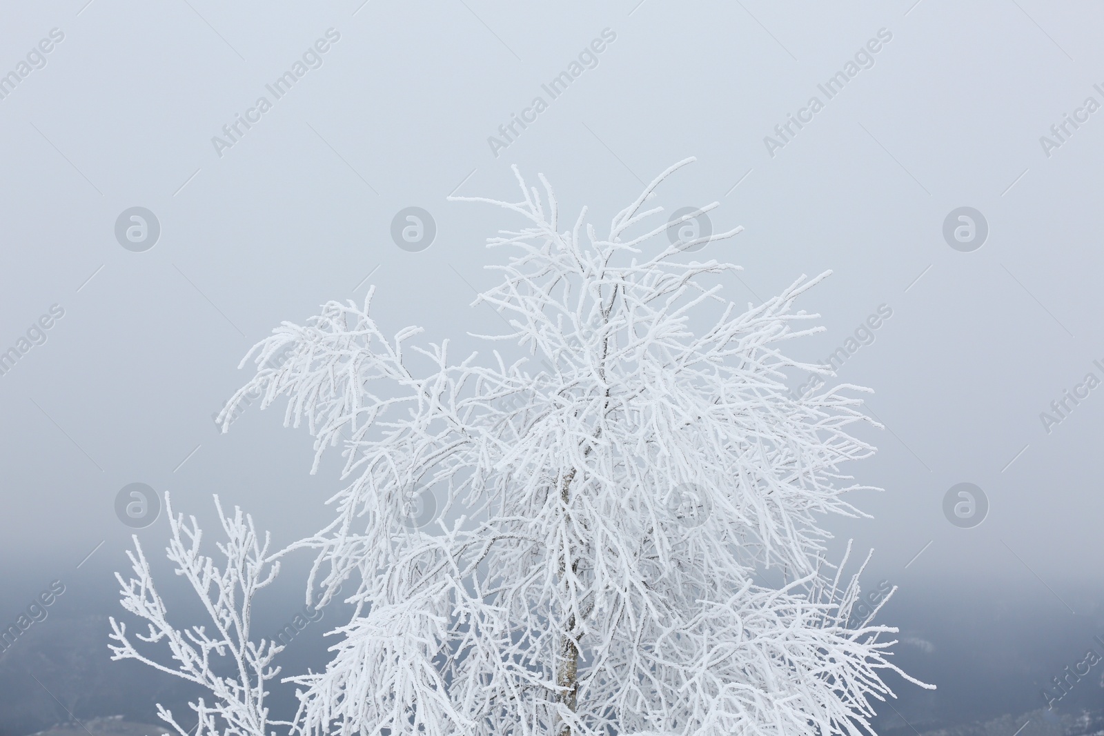 Photo of Beautiful tree covered with snow on winter day, closeup