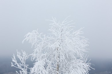 Photo of Beautiful tree covered with snow on winter day, closeup