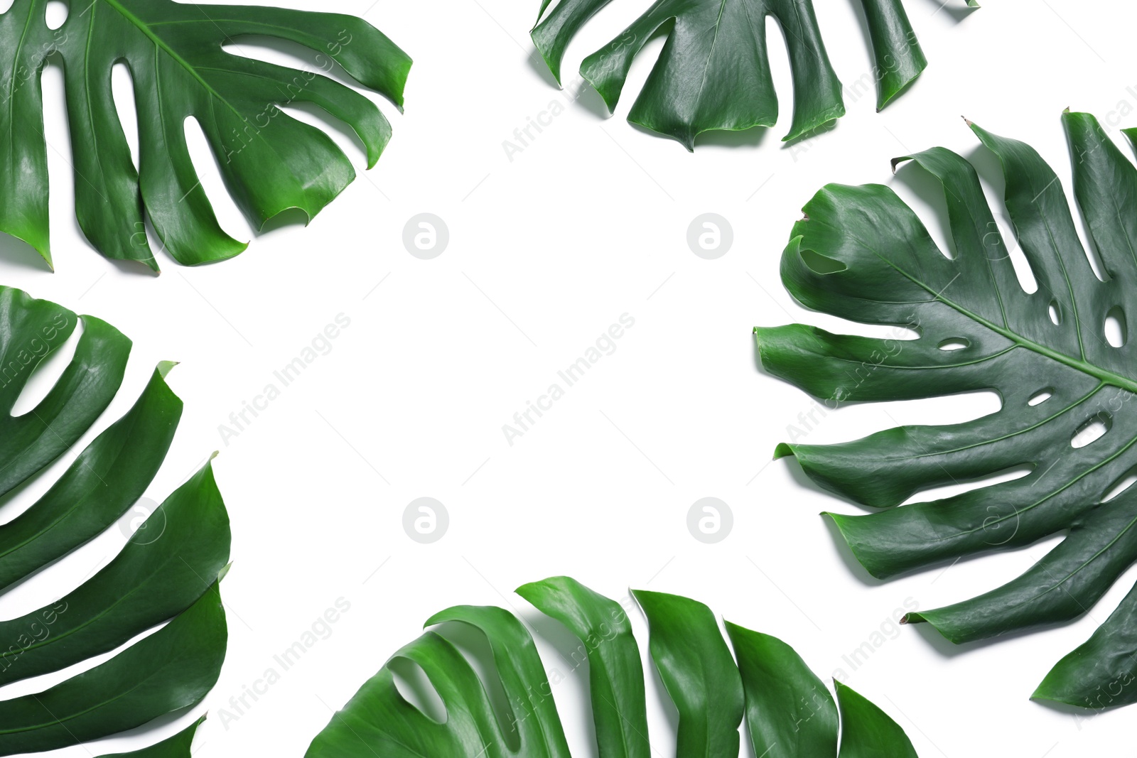 Photo of Green fresh monstera leaves on white background, top view. Tropical plant