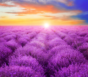Image of Beautiful view of blooming lavender field at sunset 