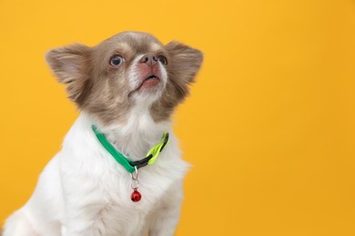 Photo of Adorable Chihuahua in dog collar with bell on yellow background