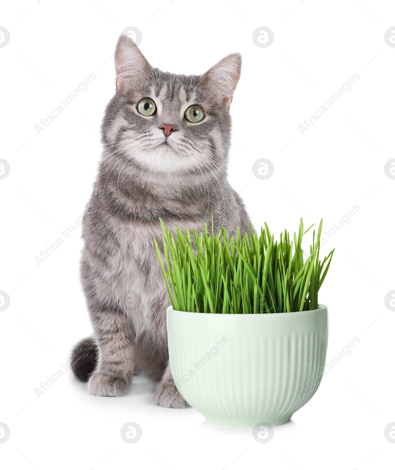 Image of Adorable cat and ceramic bowl with fresh green grass on white background