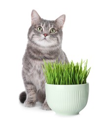 Image of Adorable cat and ceramic bowl with fresh green grass on white background