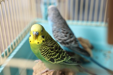 Beautiful bright parrots in cage indoors. Exotic pets