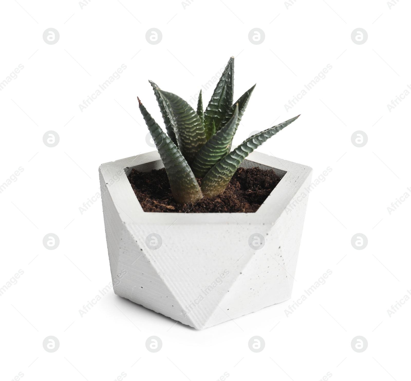 Photo of Beautiful succulent plant in stylish flowerpot isolated on white. Home decor