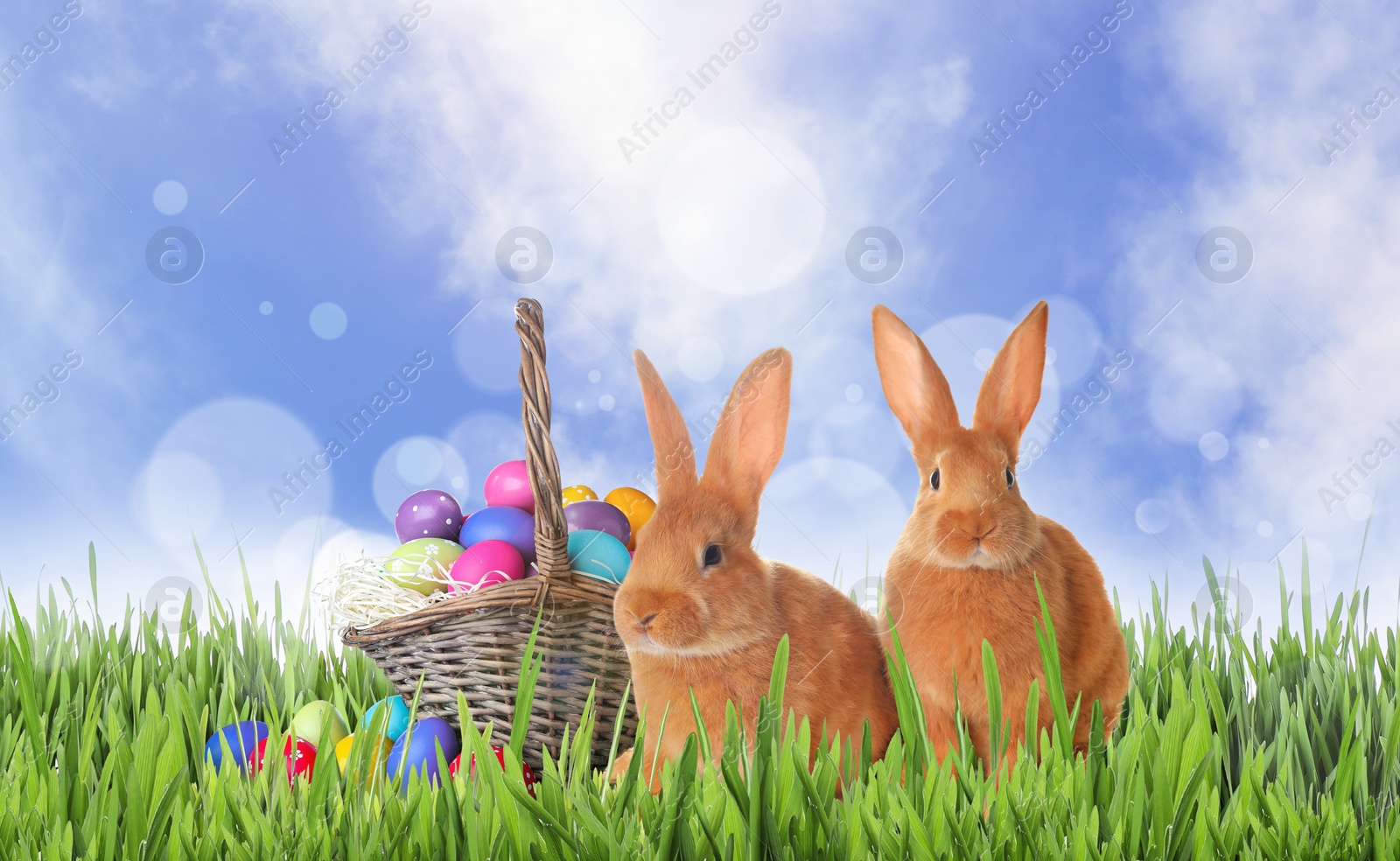 Image of Cute bunnies and wicker basket with colorful Easter eggs on green grass outdoors