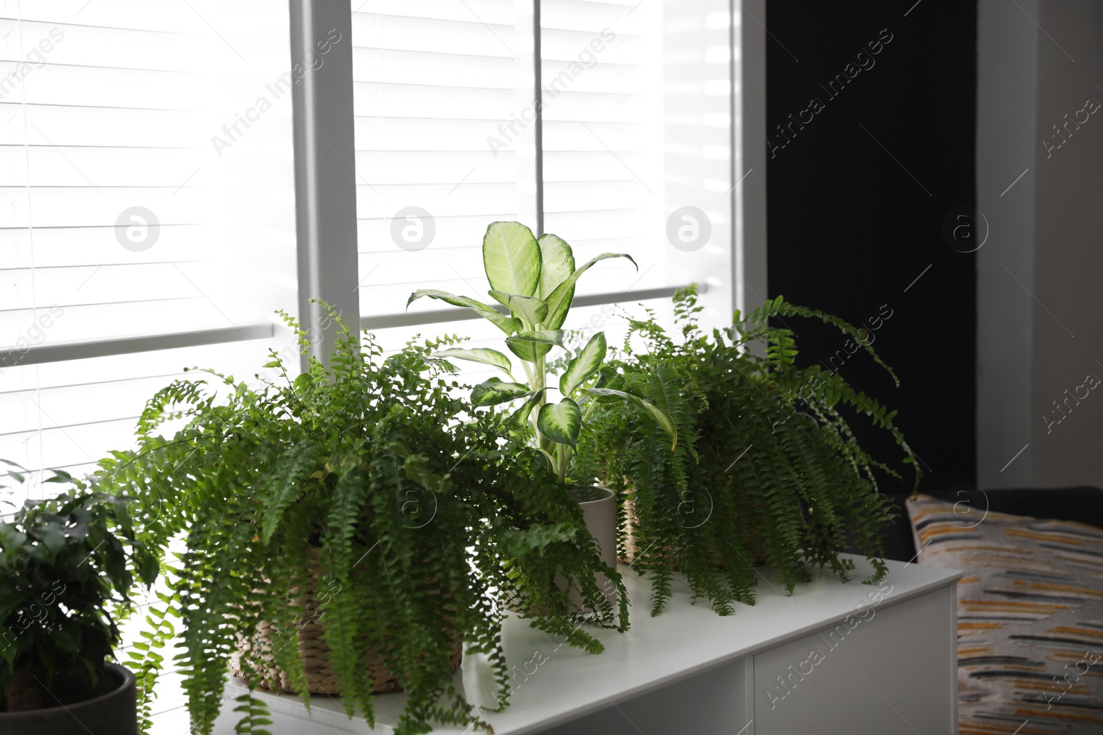 Photo of Beautiful plants on white table. Home decor