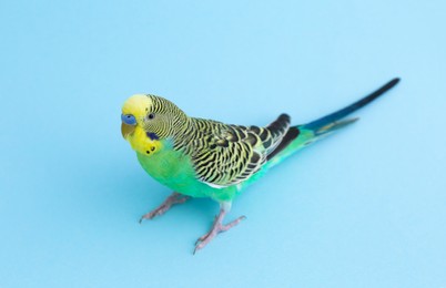 Photo of Beautiful parrot on light blue background. Exotic pet