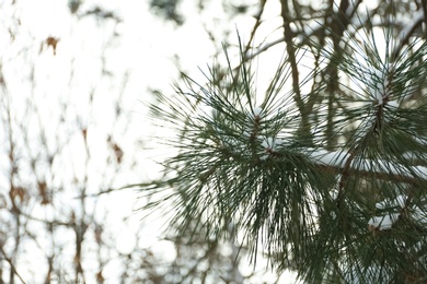 Photo of Pine branch covered with snow outdoors on winter day, closeup