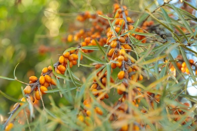 Photo of Sea buckthorn shrub with ripe berries outdoors, closeup