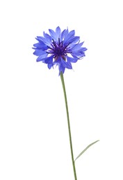 Photo of Beautiful light blue cornflower plant isolated on white