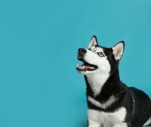 Photo of Cute Siberian Husky dog on blue background. Space for text